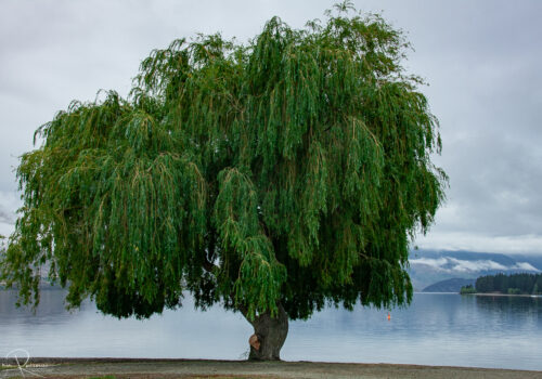 Lonely tree
