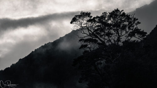 Forest in the Milford national park